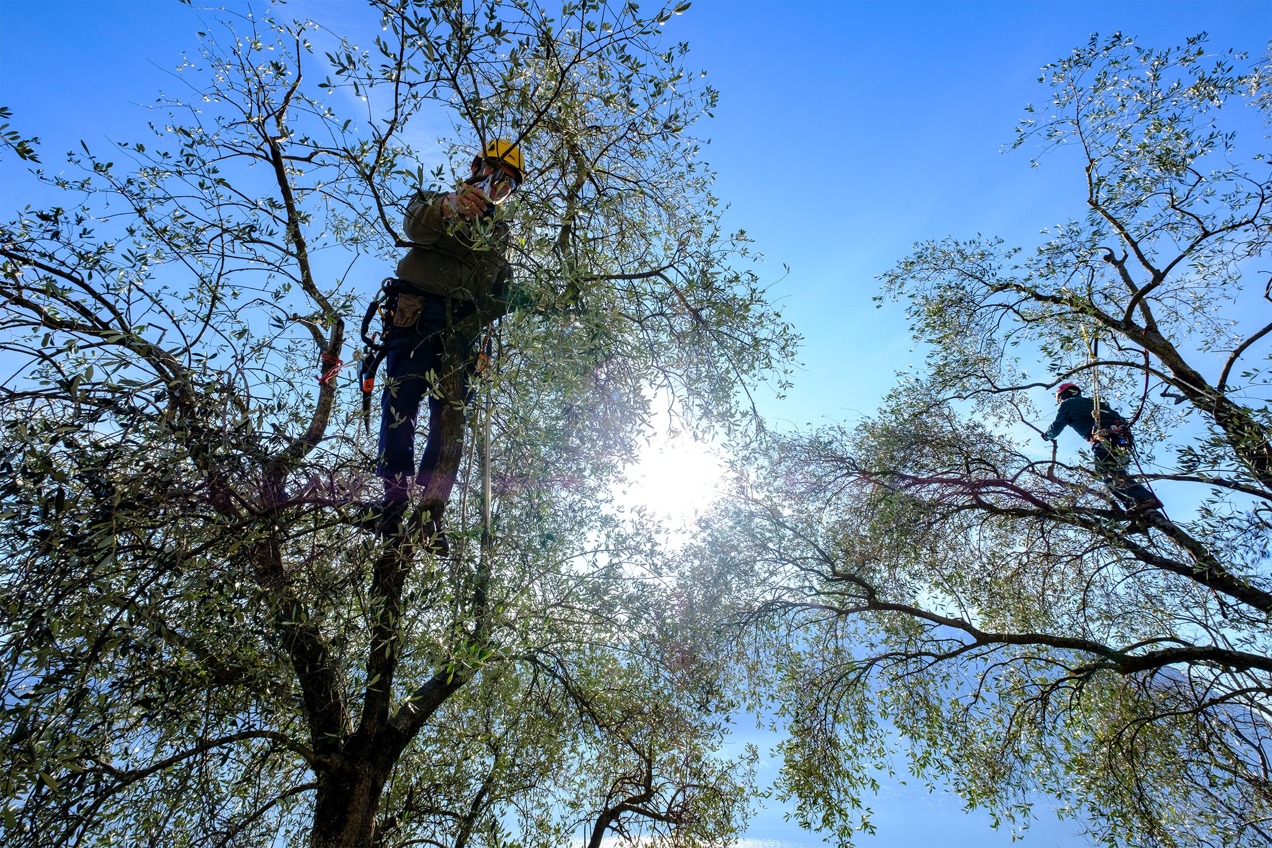La manutenzione degli ulivi alla Torre del Soccorso di Ossuccio (CO) 