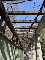 pergola del glicine