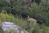 colturi