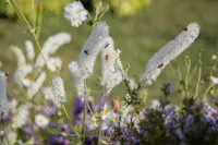 Tre giorni per il giardino