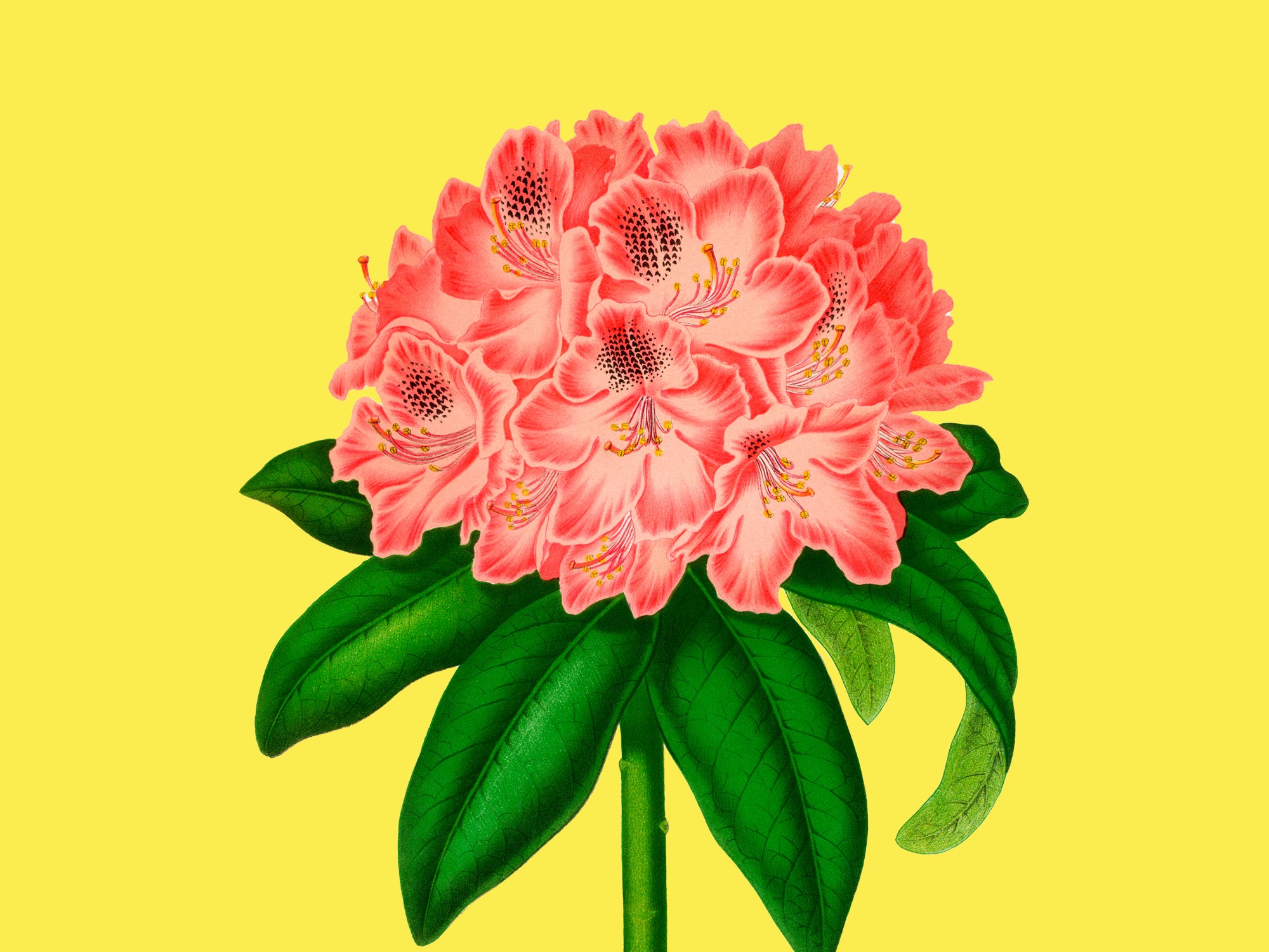 Piante da giardino e arbusti