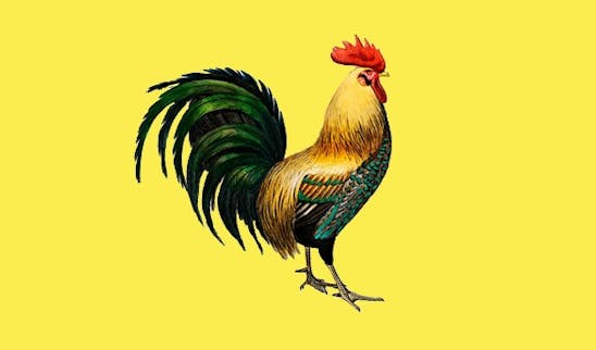 Animali da cortile e da giardino