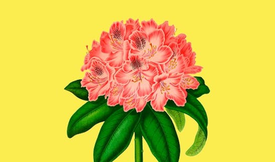 Piante da giardino e arbusti