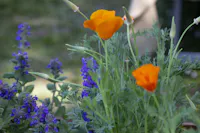 Le Novità della Tre Giorni per il Giardino