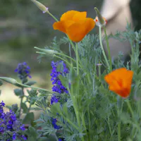Le Novità della Tre Giorni per il Giardino | Ph. Barbara Verduci, 2023 Le Novità della Tre Giorni per il Giardino