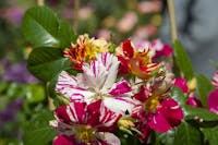 L'edizione primaverile della Tre Giorni per il giardino