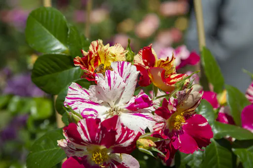 L'edizione primaverile della Tre Giorni per il giardino