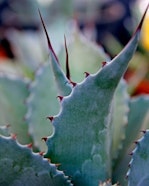 Cactis - Tre Giorni per il Giardino © FAI 