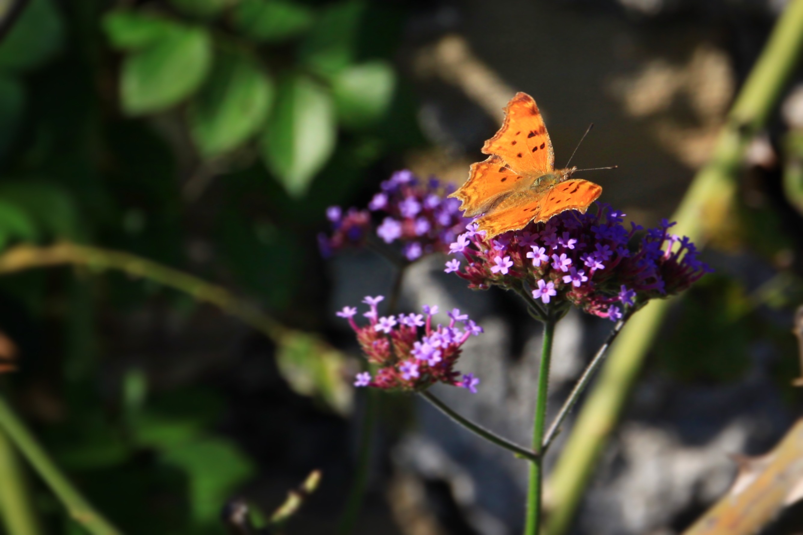 Giardini aperti 2025