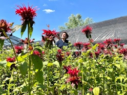 Aromatiche di Bolsena - Tre Giorni per il Giardino © FAI Aromatiche di Bolsena - Tre Giorni per il Giardino © FAI