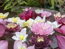 Gli ellebori di Althea Vivai - Tre Giorni per il Giardino © FAI Gli ellebori di Althea Vivai - Tre Giorni per il Giardino © FAI