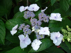 Borgioli Taddei Borgioli Taddei