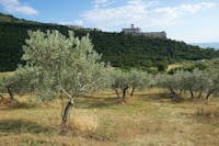 Il Bosco di San Francesco, Bene FAI ad Assisi (PG) | Ph. A. Angelucci © FAI Il Bosco di San Francesco, Bene FAI ad Assisi (PG)