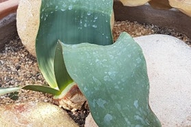 Corazza Vivaio Corazza Vivaio