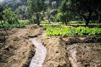 Canalina d'acqua su terra battuta, nell'orto. Giardino della Kolymbethra, Valle dei Templi (Agrigento). 