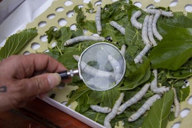 Il ciclo naturale della seta - Laboratori di Seta | Ph. Barbara Verduci, 2023 © FAI