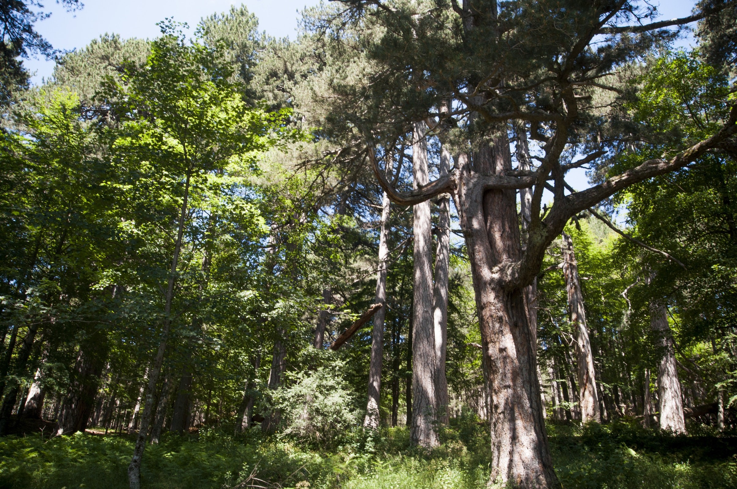 Gite scolastiche ai Giganti della Sila