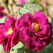 Fiordirosa Fiordirosa