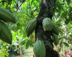 Guido Agnelli - Tre Giorni per il Giardino © FAI