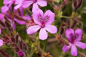 Gabriele Cantaluppi - Tre Giorni per il Giardino © FAI