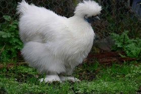 Galline ornamentali Galline ornamentali