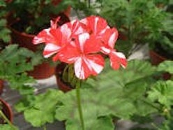 L'Antico fiore L'Antico fiore