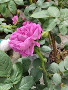 Le rose profumate di Annalisa Glorio