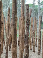 Bosco di Curadureddu