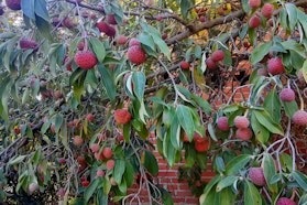 Ninfatani - Tre Giorni per il Giardino © FAI Ninfatani - Tre Giorni per il Giardino © FAI