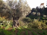 Il Giardino della Kolymbethra, Bene FAI nella Valle dei Templi (AG) | Ph. A. Abissi © FAI Il Giardino della Kolymbethra, Bene FAI nella Valle dei Templi (AG)