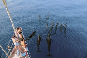 Pelagos, Santuario Internazionale per i cetacei del Mediterraneo Pelagos, Santuario Internazionale per i cetacei del Mediterraneo