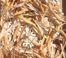 Piattella Canavesana