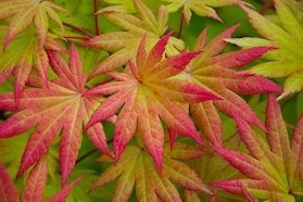 Vivai Ronco - Tre Giorni per il Giardino © FAI - Tre Giorni per il Giardino © FAI Vivai Ronco - Tre Giorni per il Giardino © FAI - Tre Giorni per il Giardino © FAI