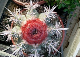 Rova Alberto - Tre Giorni per il Giardino © FAI 