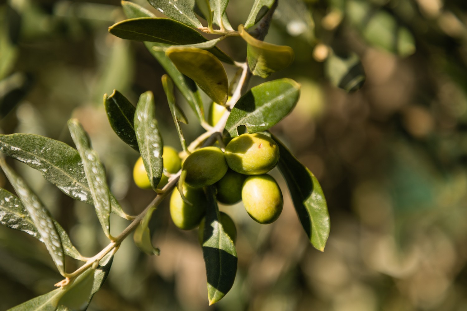 Acquista online l'olio extravergine di oliva del FAI