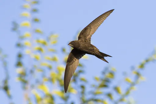 Rondoni in volo