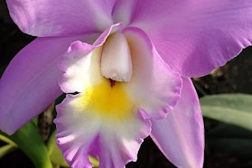 Sei cime d'oro Sei cime d'oro