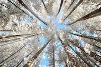 I Giganti delle Sila a Spezzano della Sila (CS) | Foto © FAI