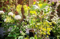 Piante e fiori a Herbarium a Torba tra cui fiori di Viburno piccollissimi bianchi