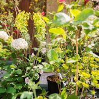 Herbarium a Torba | Foto Gabriele Basilico, 2017 © FAI Piante e fiori a Herbarium a Torba tra cui fiori di Viburno piccollissimi bianchi