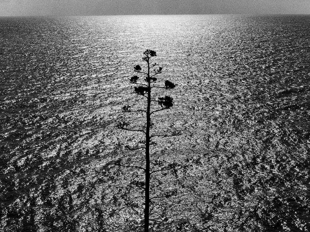 Ossi di Seppia Ossi di Seppia