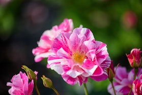 Pozzo Vivai Pozzo Vivai