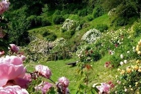 Vivaio Anna Peyron - Tre Giorni per il Giardino FAI Vivaio Anna Peyron - Tre Giorni per il Giardino FAI