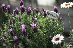 Vivaio Angelo Paolo Ratto - Tre Giorni per il Giardino FAI Vivaio Angelo Paolo Ratto - Tre Giorni per il Giardino FAI