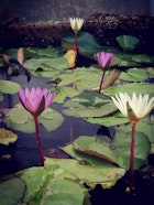 Water Nursery Water Nursery