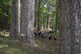 I Gignati della Sila (CS) | ph. Giorgio Majno | © FAI i giganti della sila, missione