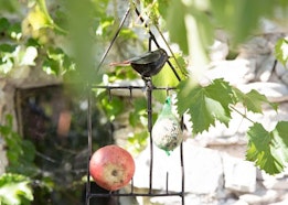 Arrosoir Pencil - Tre giorni per il giardino © FAI