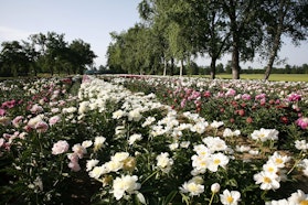 Vivai delle Commande Vivai delle Commande