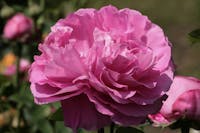 Fiori al Castello di Masino