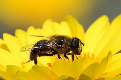 Beni Api Approfondisci la biodiversità con i video del FAI | Fondo Ambiente Italiano